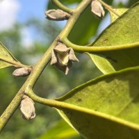 Diospyros walkeri (Wight) Gürke